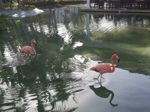 Flamingos at the hotel