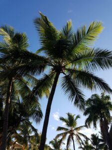 palm trees