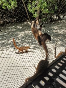 Coatis