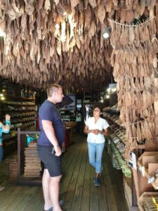 Cigar factory and tobacco leaves hanging