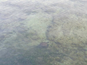 Turtle