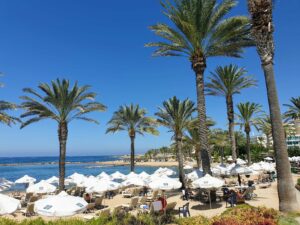 Paphos beach and palm trees
