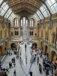 Natural History Museum, London