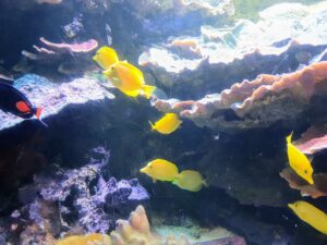 Sea Life London Aquarium