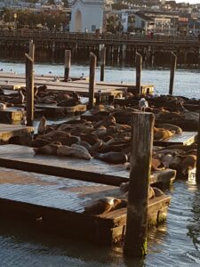 Sea Lions