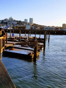 Sea Lions