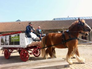 Carlsberg - Jutland dray horses