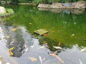 Hong Kong Park fish