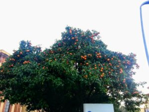 Orange tree Barcelona