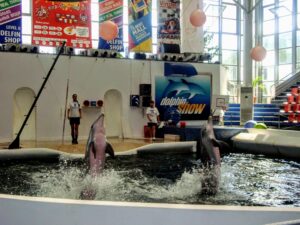 Dolphin show