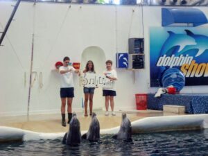 Dolphin show