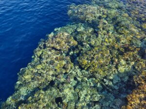 Coral Reef, Magic World Sharm el Sheikh