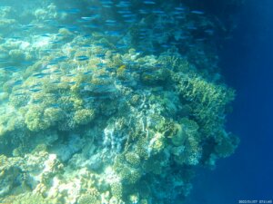 Coral Reef - Sharm el Sheikh Magic World hotel