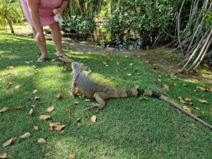 Hotel grounds and iguanas