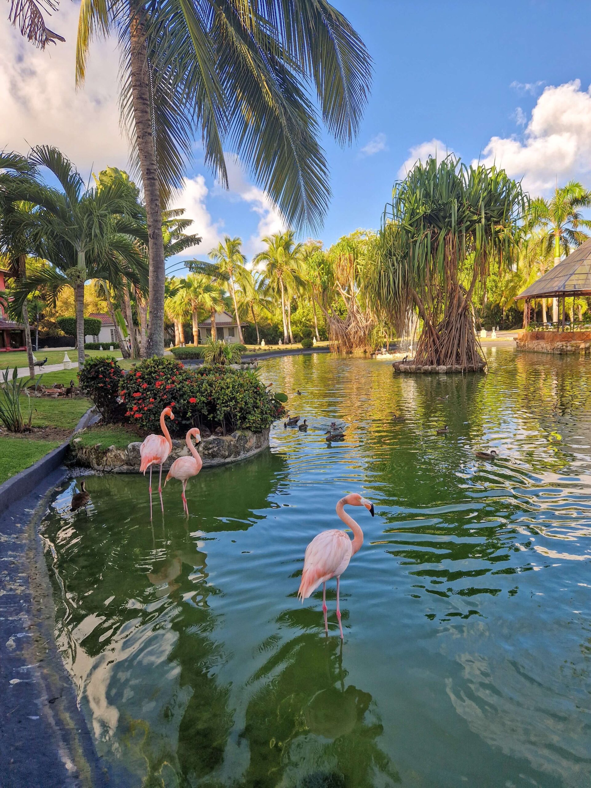 Hotel grounds – flamingos | CheckinAway