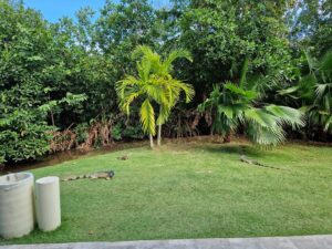 Hotel grounds - iguanas