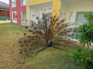 Hotel grounds - peacock