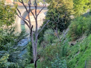 Bear Pit and bears