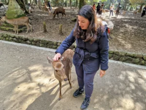 Nara deer