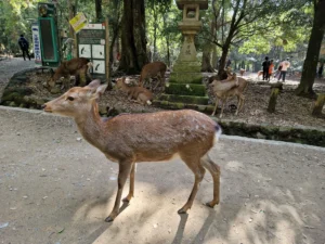 Nara deer photo