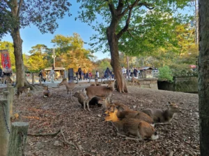 Nara deer views