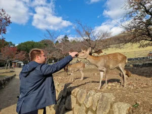 Nara deer