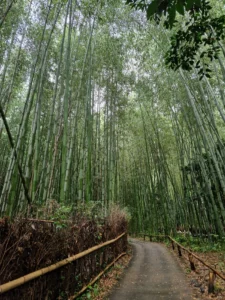 Arashiyama Bamboo Forest view