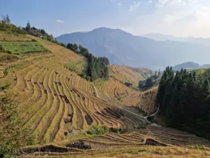 Longji Rice Terraces best time to visit