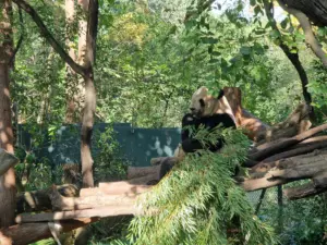 Shanghai Zoo Panda