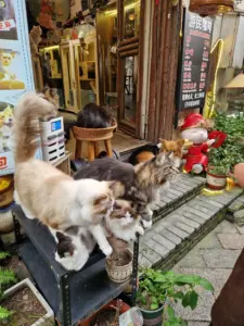 Zhujiajiao cafe