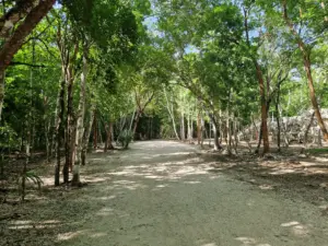 Coba Ruins jungle