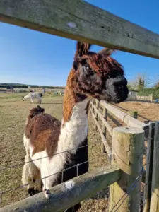 Isle of Wight Alpaca