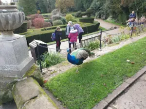 Warwick Castle peacock