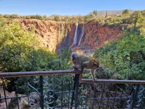 Ouzoud waterfalls and monkey view