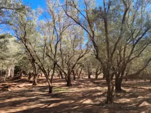 Ouzoud waterfalls olive tree plantation