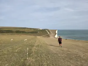 Seven Sisters White Cliffs view with sheep
